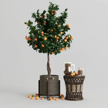 Best Orange Plant